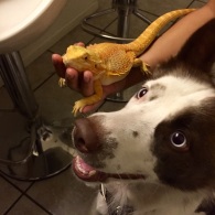 Meet my roommate’s pets! Sky, Bordie Collie mix, and Pancake, a Bearded Dragon, just hanging around. - Photo Taken By Me