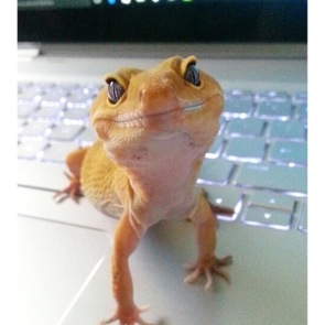 Mantequilla (Butter), the Leopard Gecko, smiling at her studious owner - Photo Submitted by Adriana Espinoza