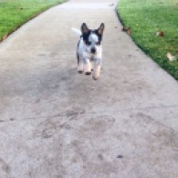 Milky, the Australian Cattle Dog, joyfully hopping to her human - Photo Submitted by Veronica Hernandez