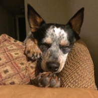 Milky, the Australian Cattle Dog, taking a snooze after a "ruff" day - Photo Submitted by Veronica Hernandez