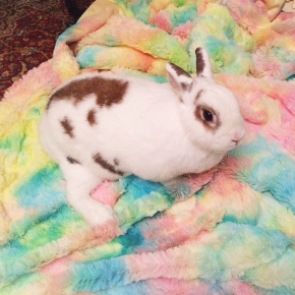 Panchita, Short-Haired Cottontail, getting comfy in her colorful blanket - Photo Submitted by Lori Jimenez