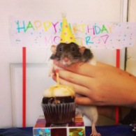 Monstro the pet rat celebrating his first birthday! Rats are fun too! - Photo Submitted by Joyce Ruiz