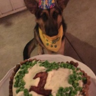 Anya, German Shepard, celebrating her first birthday! - Photo Submitted by Alicia Fleming