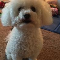 Meet Chelsea, Maltese, posing for the camera - Photo Submitted by Jayanne Jimenez