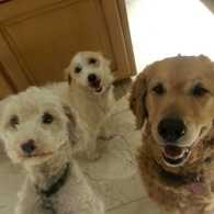 Left to Right: Coco, Maltese MIx, Blue, Terrier Mix, and JC, Golden Retriever, waiting patiently for their human to give them a snack - Photo Submitted by Adriana Espinoza