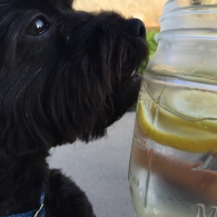Tux,maltipoo/yorkie mix, is thirsty for some lemon water! - Photo Submitted by Liliana Cahuas