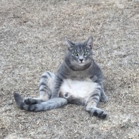 Check out Mr.Grey trying to sit like a human - Photo Submitted By Jessica Juarez