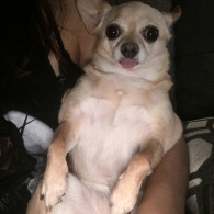 Fifi, Chihuahua mix, being silly - Photo Submitted by Erika Trujillo
