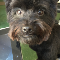 Who can say no to those little chocolate brown eyes? Tux, maltipoo/yorkie mix - Photo Submitted by Liliana Cahuas